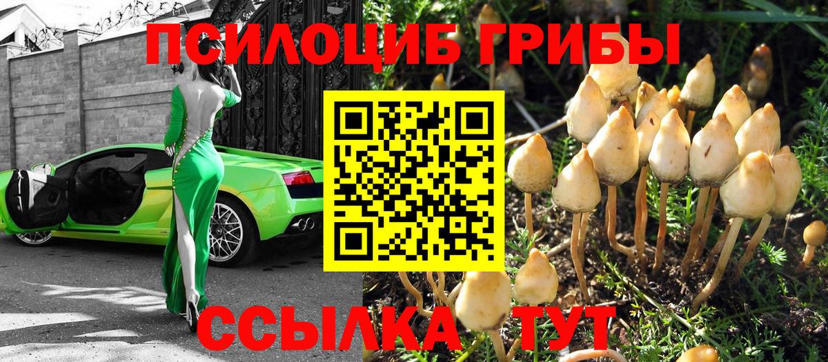 Псилоцибиновые грибы Psilocybine cubensis Ртищево